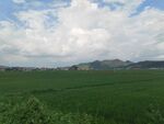 广袤绿野与蓝天白云景致
