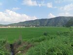 田园绿野风光