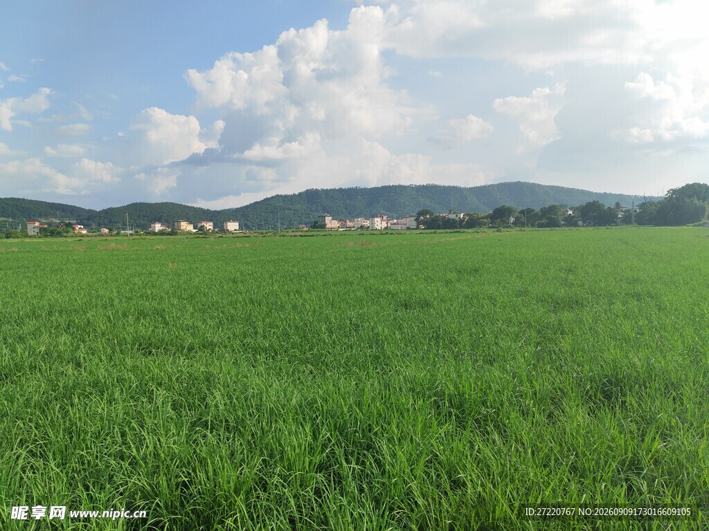广袤绿野风光