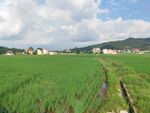 田园绿野风光