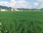 广袤绿野 田园风光初现