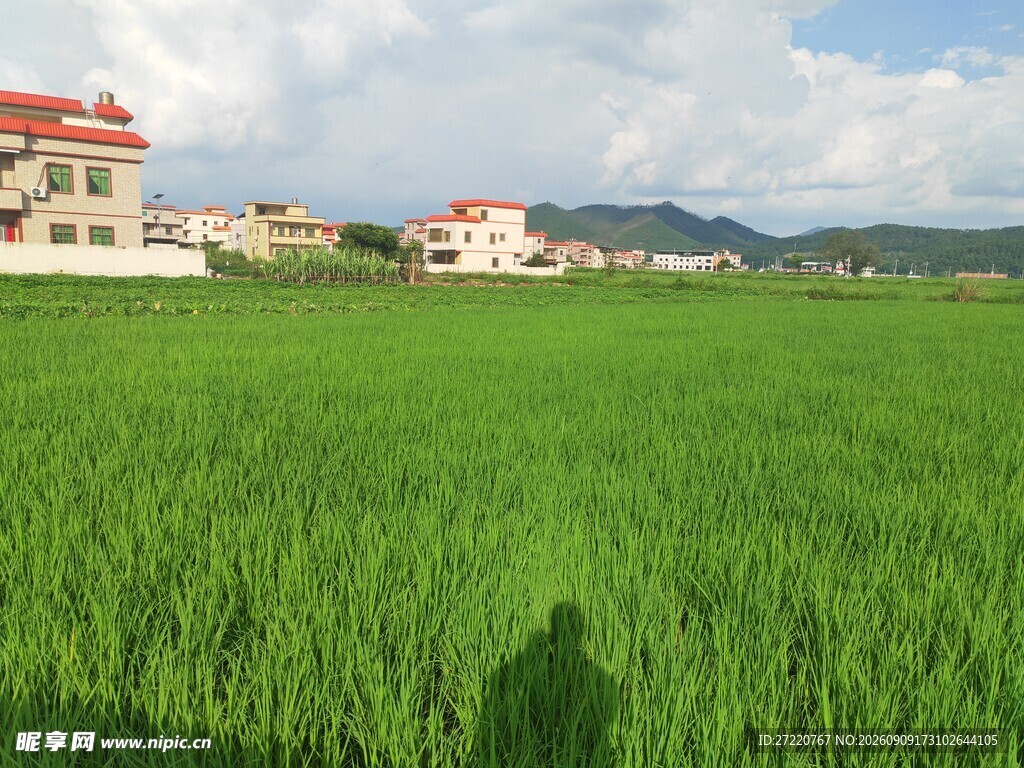 绿野中的乡村建筑