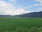 广袤绿野与远山蓝天
