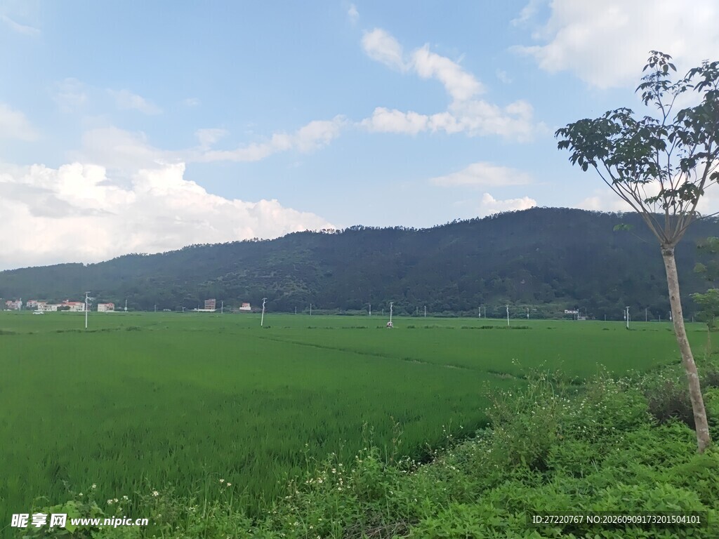 田园绿野风光