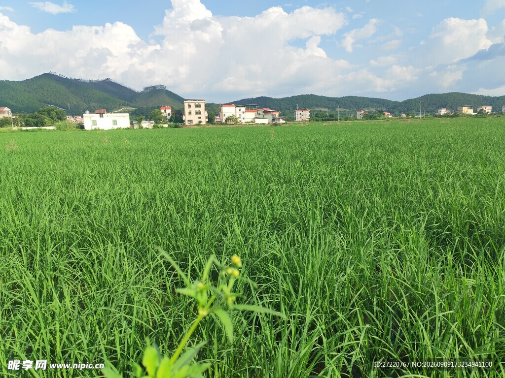 翠绿稻田 远处村落与青山