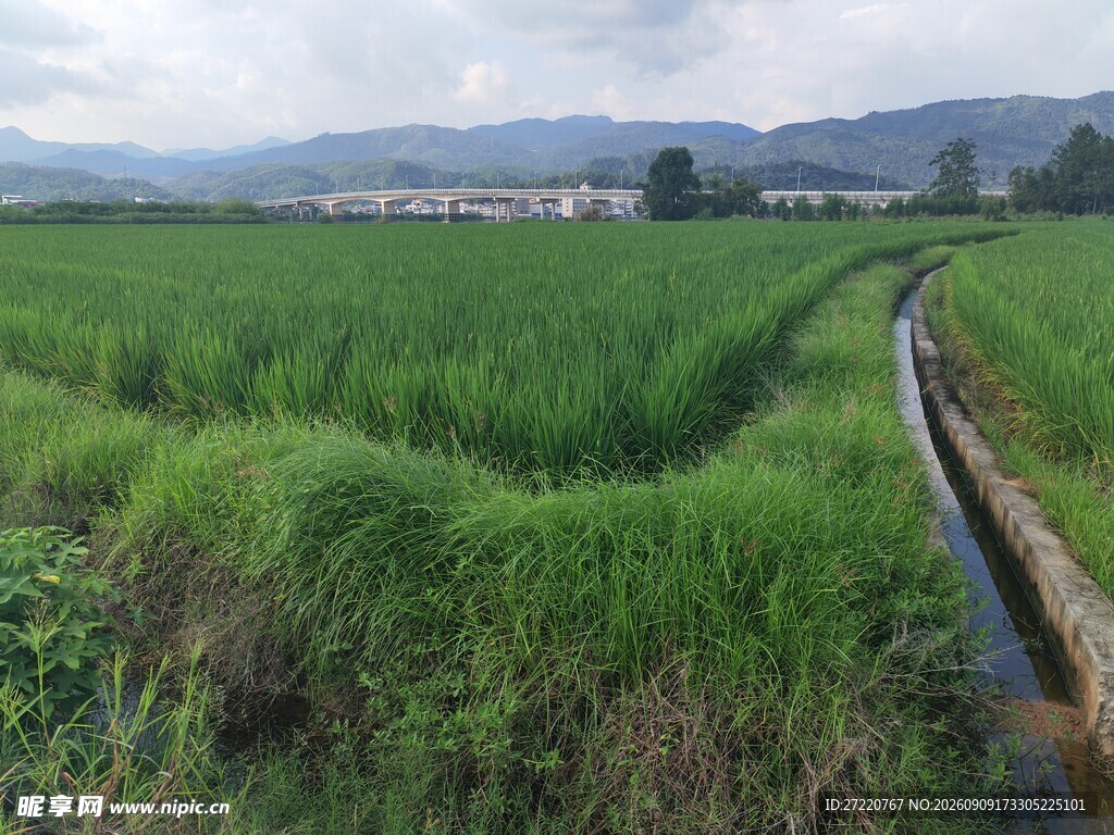 田园稻田风光 水渠蜿蜒