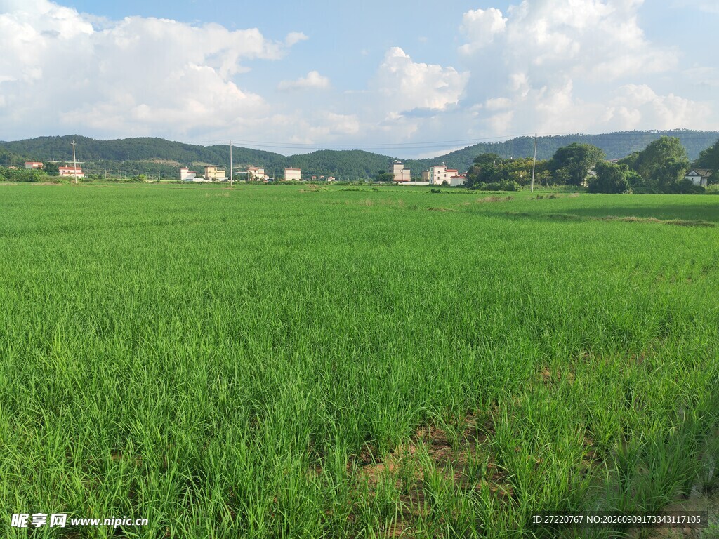 广袤绿农田 田园好风光