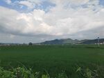 田园绿野风光