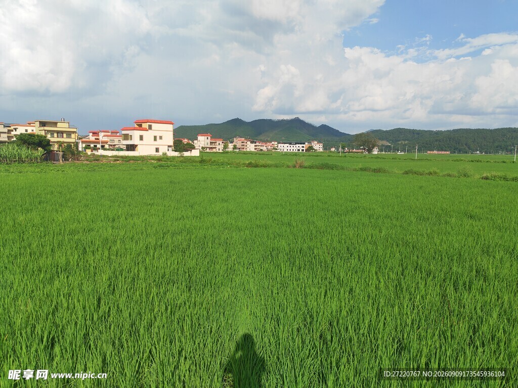 绿色田野中的乡村风光
