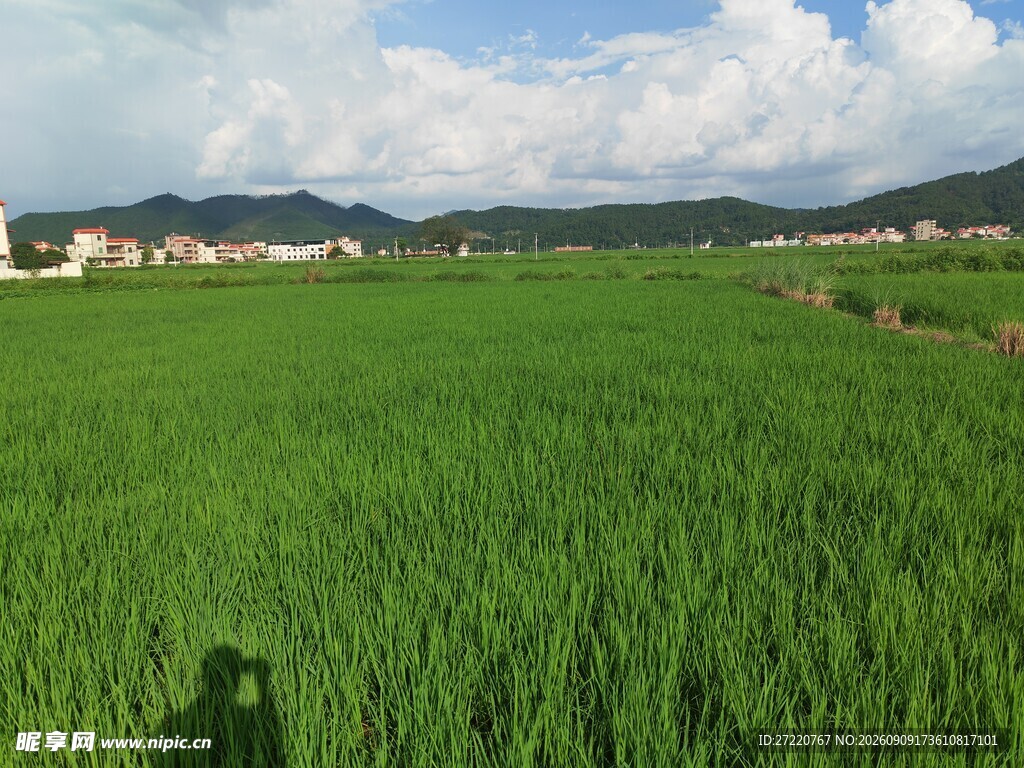 绿色田野风光