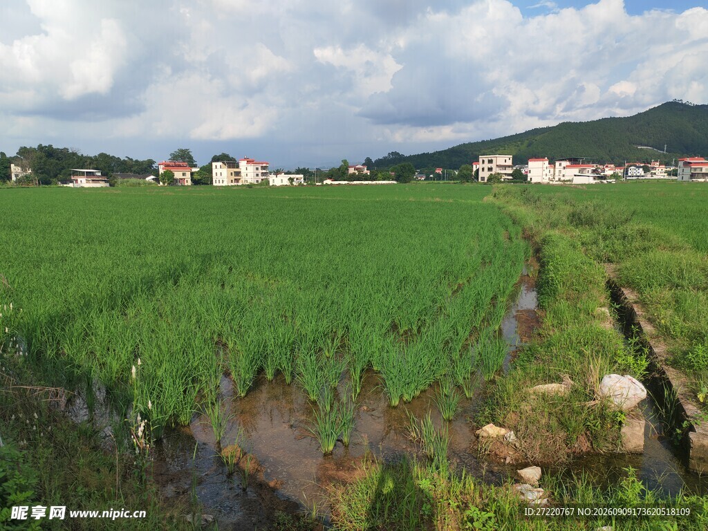 乡村绿野间的宁静田园风光