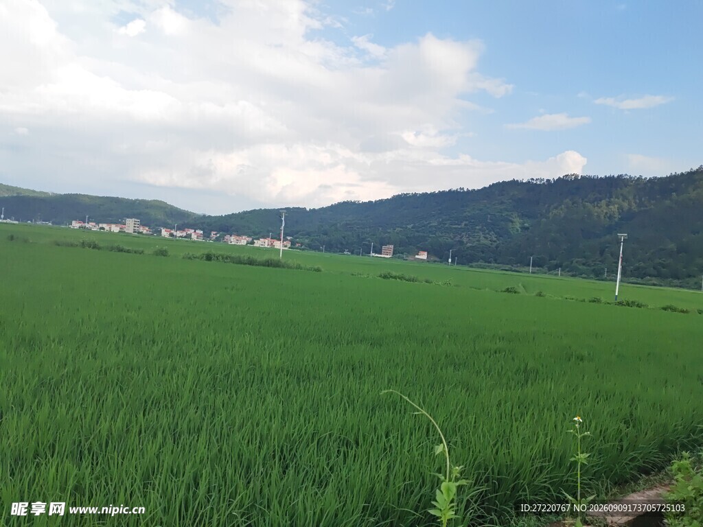 绿色稻田与远山美景