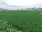绿色广袤稻田与远山景色