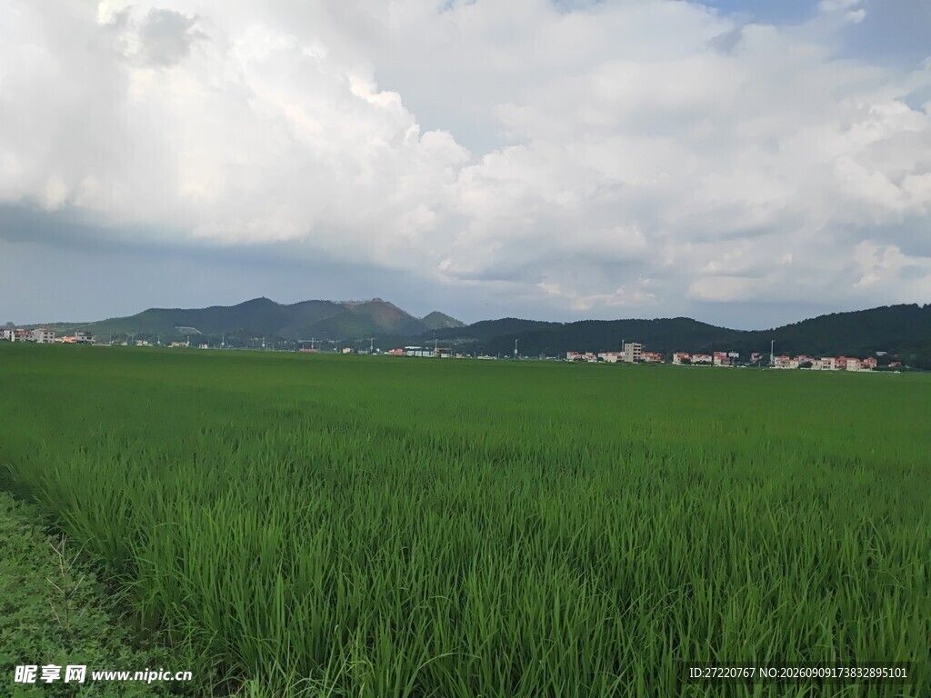 广袤翠绿稻田与远山风景
