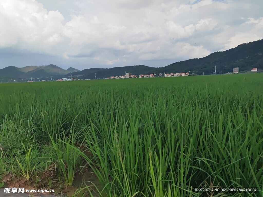 广袤稻田与远山美景
