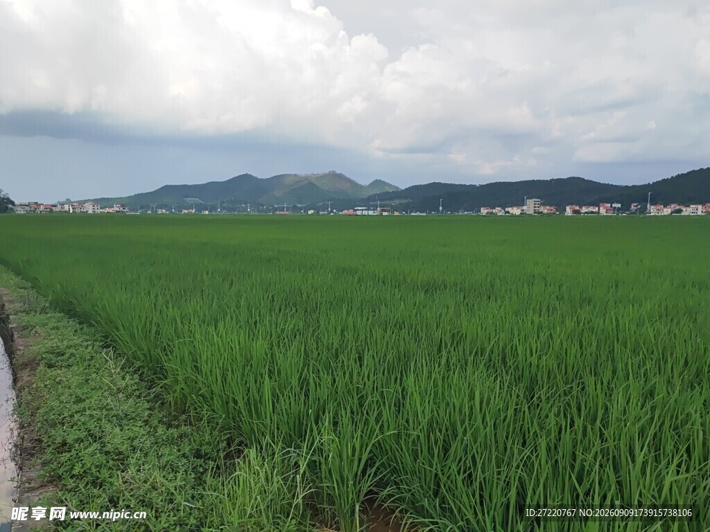 广袤绿野间的宁静稻田