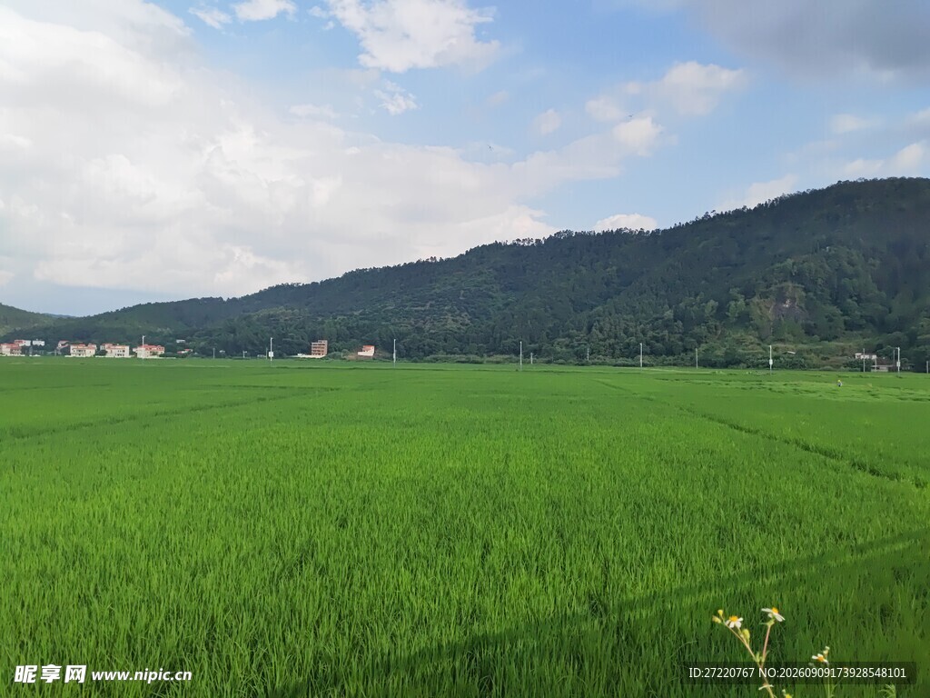 翠绿田野与远山蓝天美景