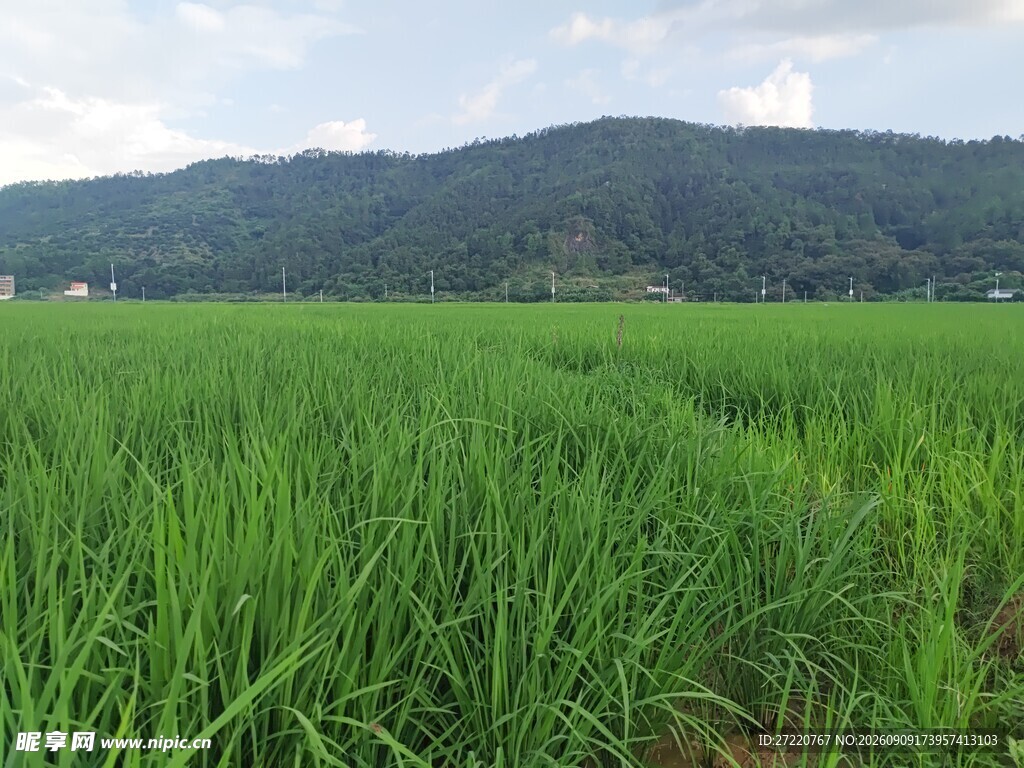 绿色稻田与远山美景