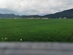 广袤绿野 远山云雾缭绕