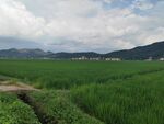 田园绿野风光