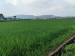 翠绿稻田 田园风光一瞥