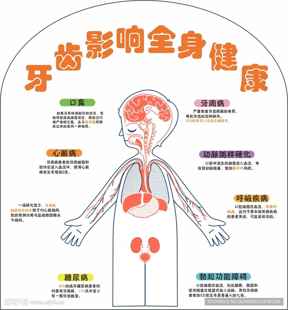 牙齿影响全身健康图示