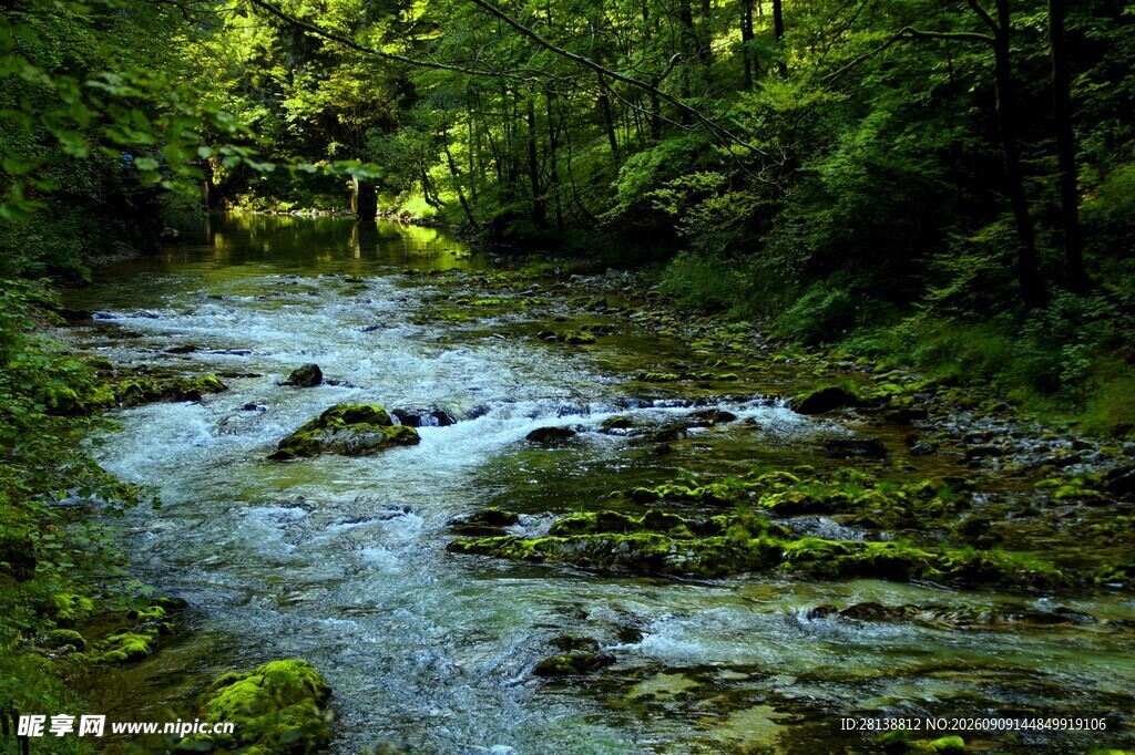 林间溪流绿意盎然的自然景