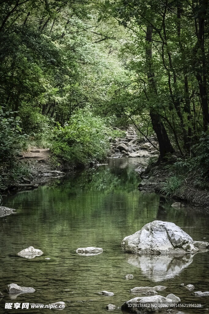 林间溪流静谧自然之景