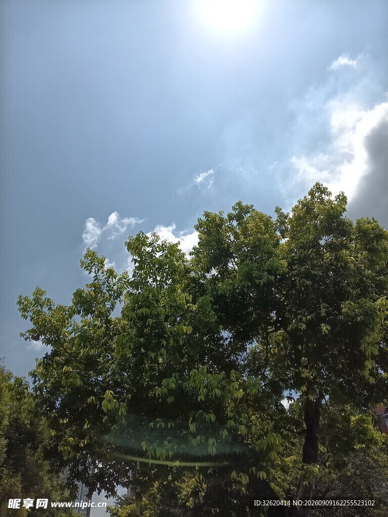 阳光下的绿树与蓝天