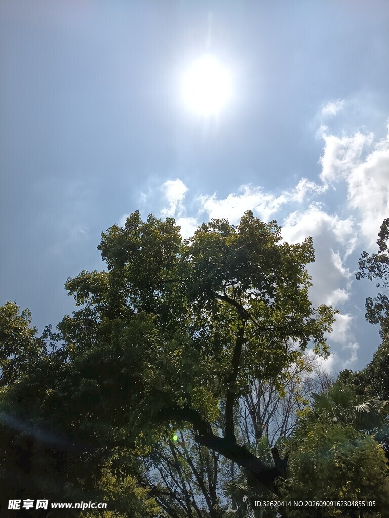 阳光透过树梢的晴朗景象