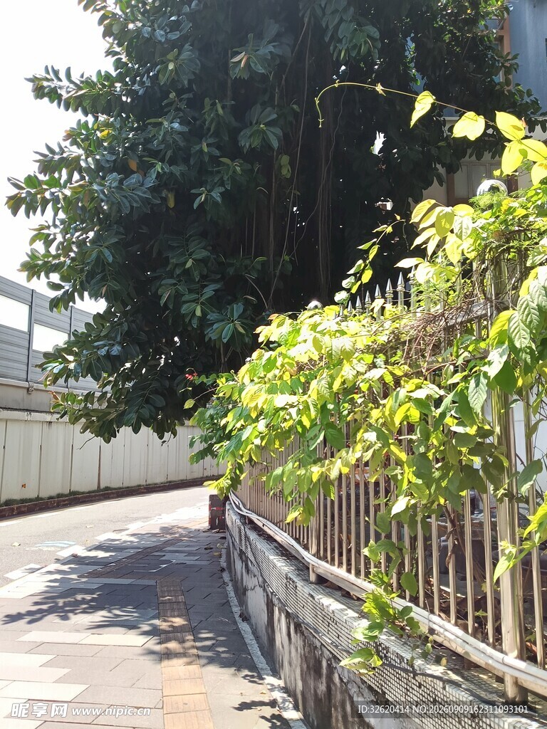 绿荫下的宁静小道