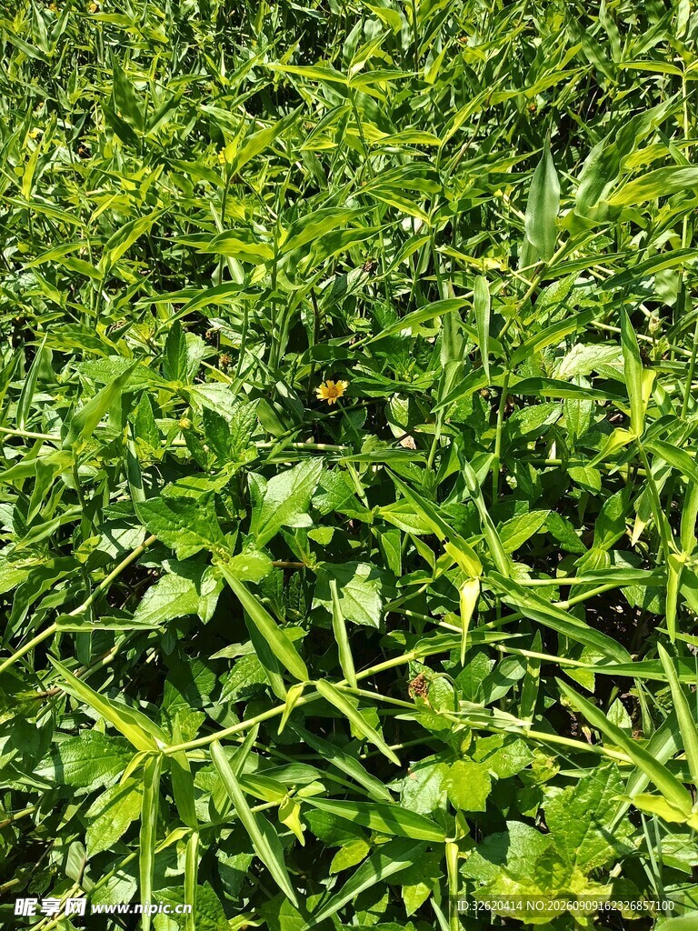 翠绿草丛