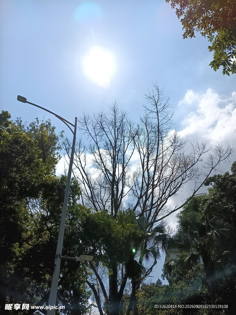 阳光透过树木的晴朗景象