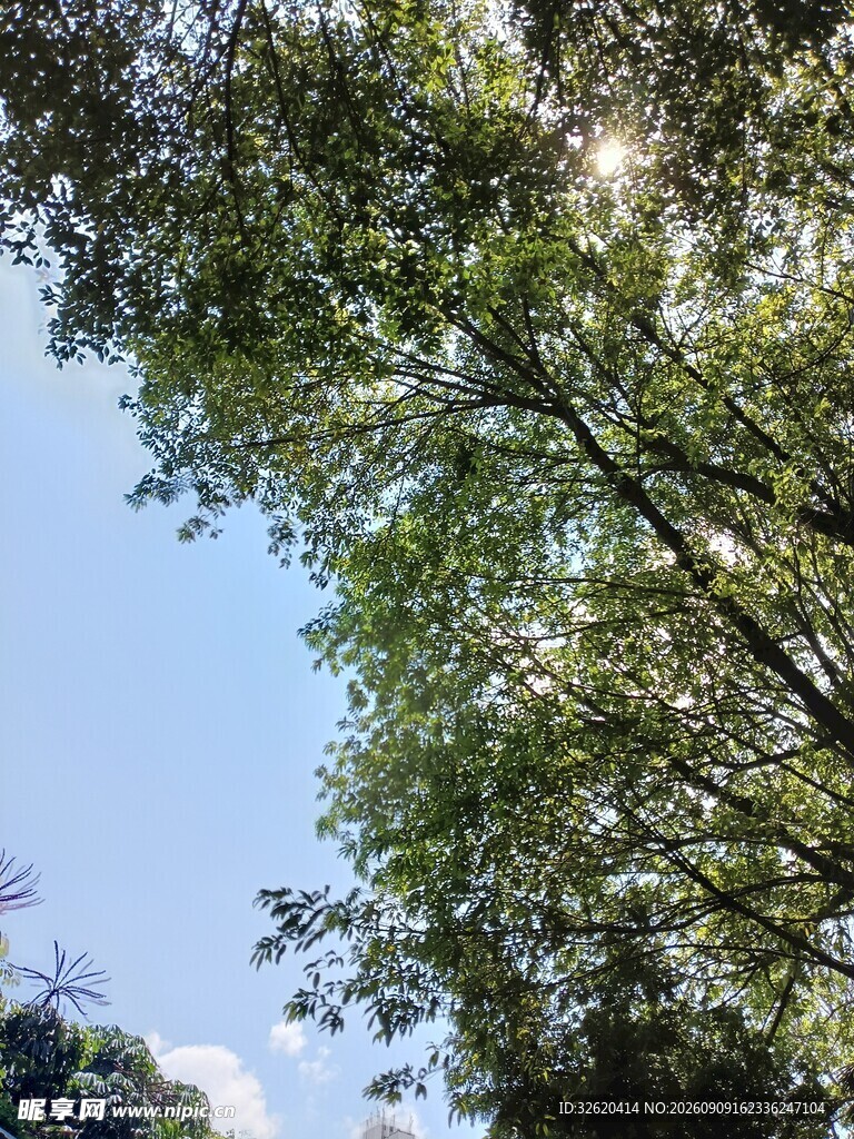 阳光透过枝叶的绿意景象
