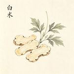 白术中药材特写
