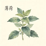 手绘薄荷植物图