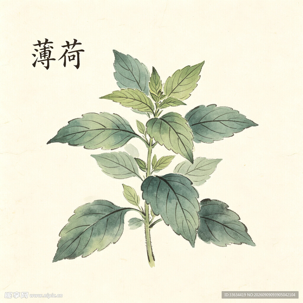手绘薄荷植物图