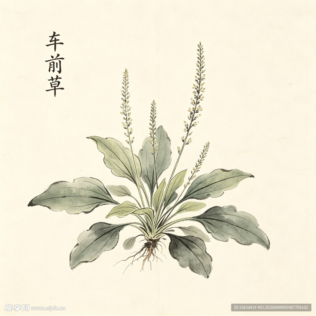 手绘车前草植物图