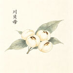 手绘川贝母植物图