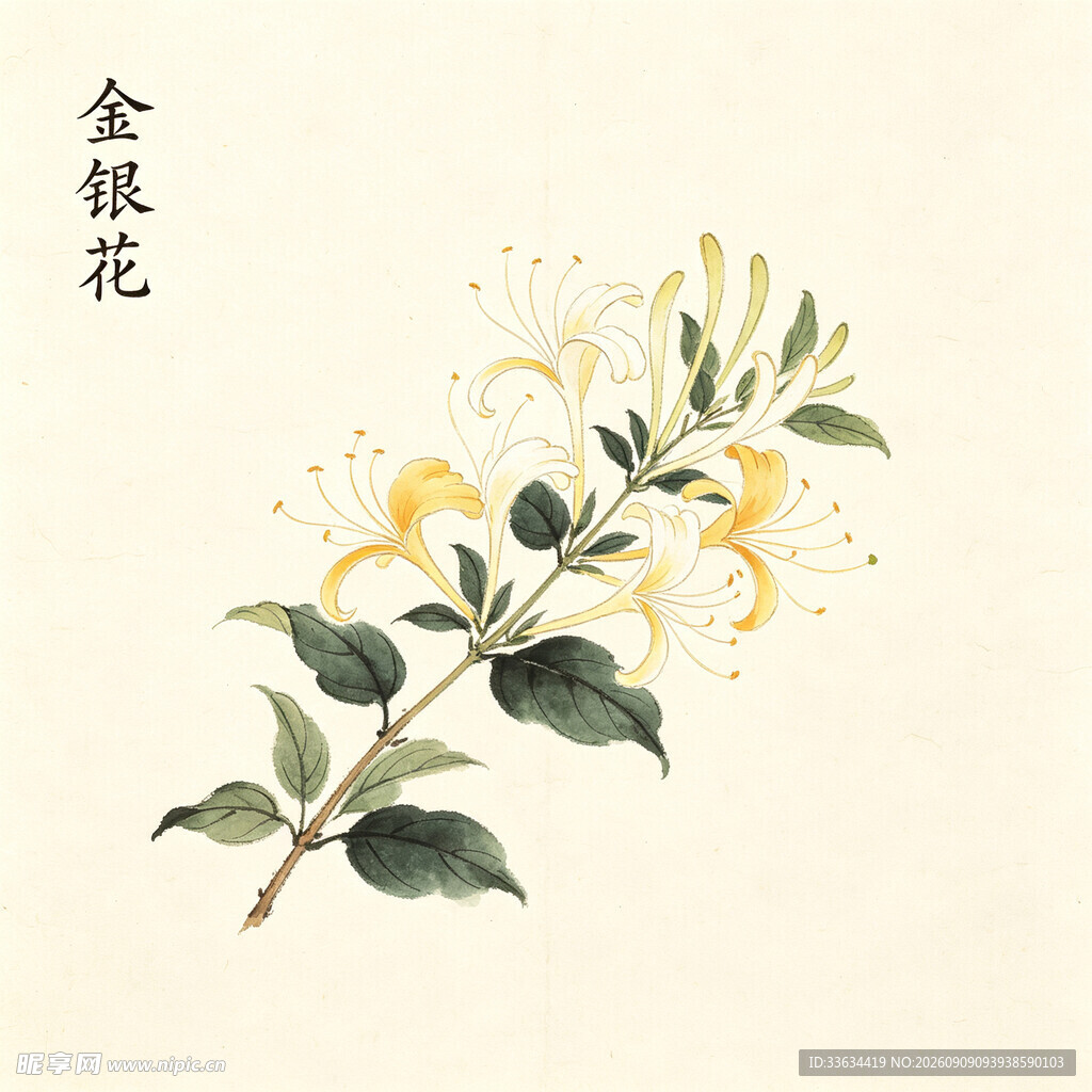手绘金银花枝