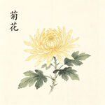 国画中的黄色菊花