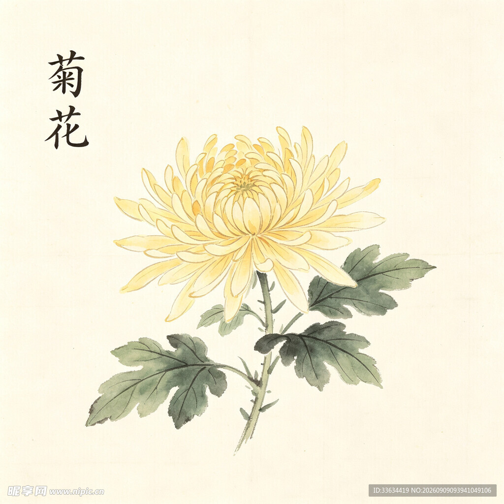 国画中的黄色菊花