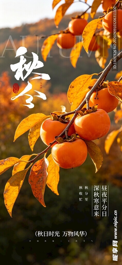 秋分