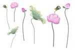 荷花插画素材