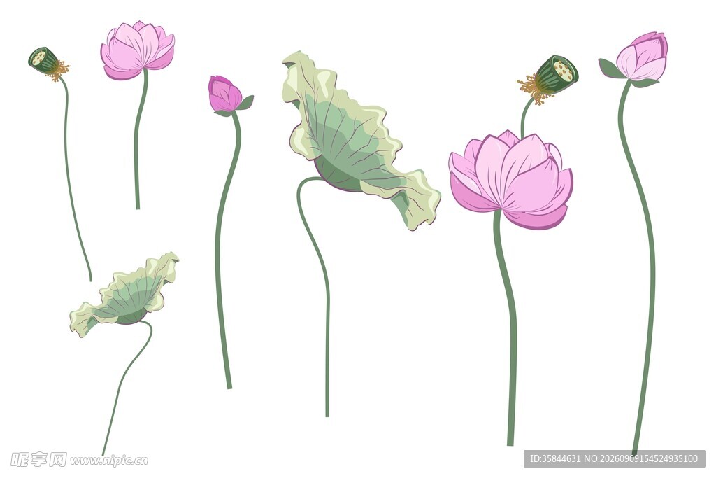 荷花插画素材