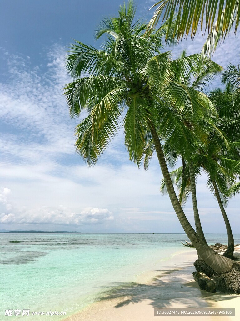 热带海滩椰树美景