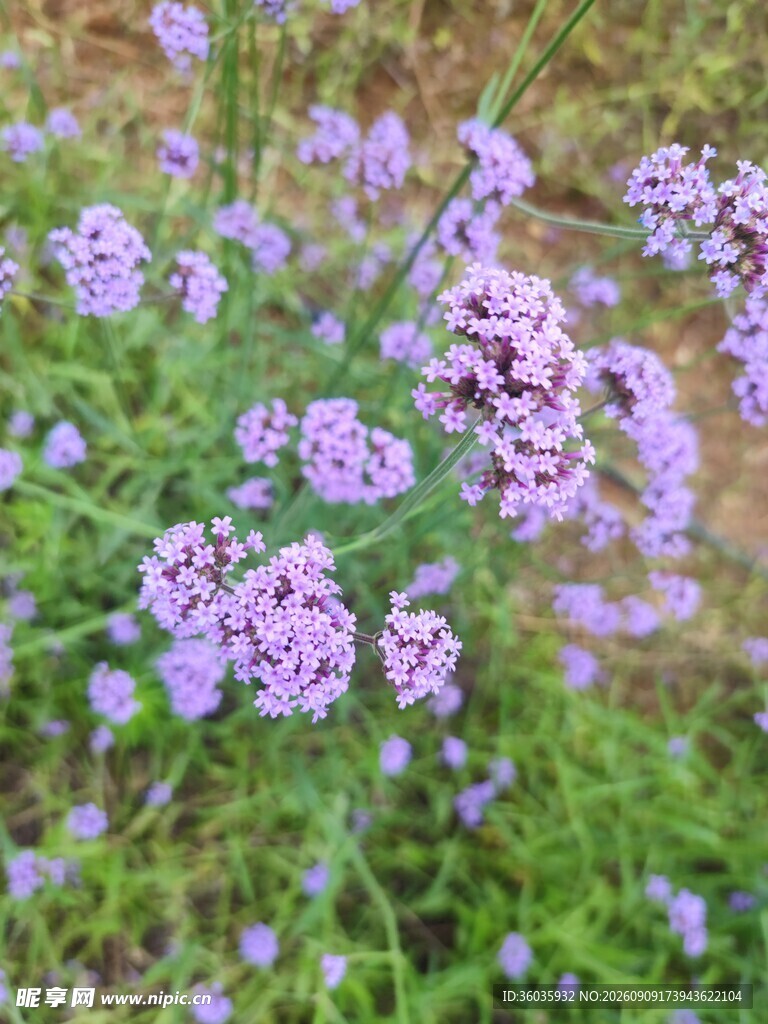 紫色小花绽放于绿草间