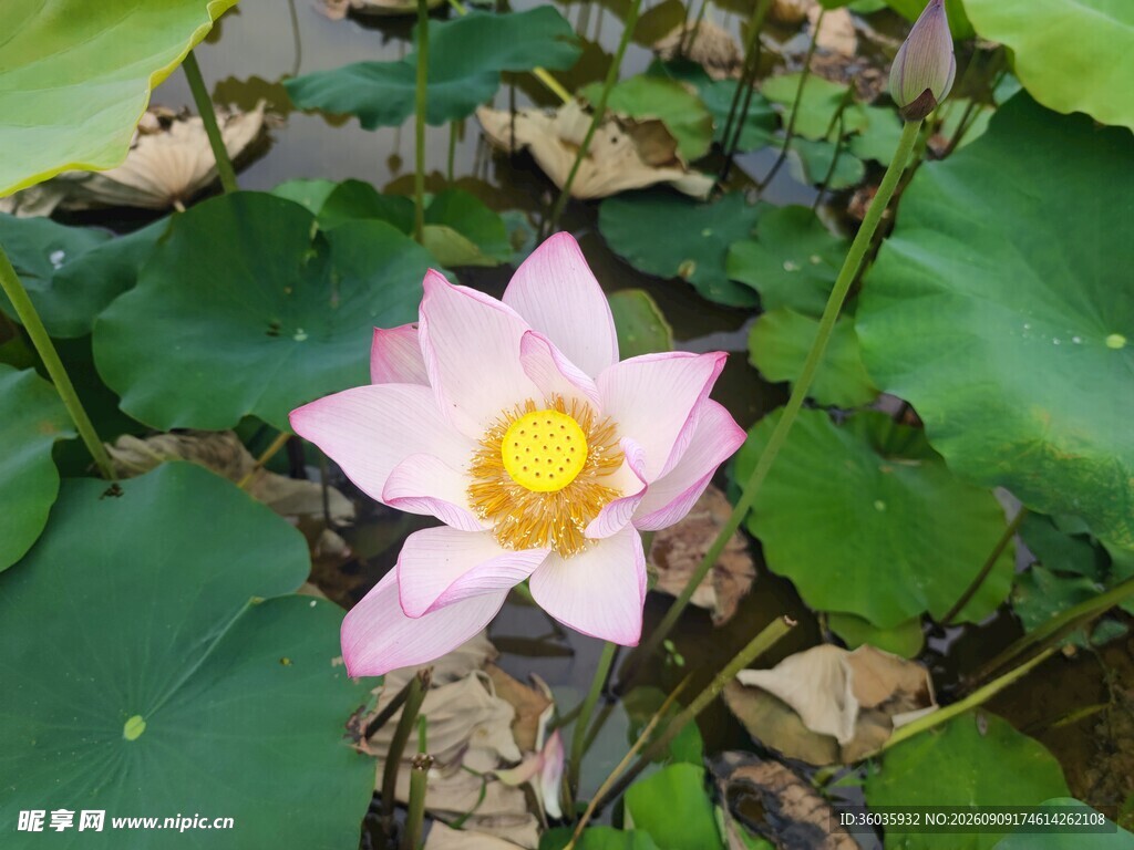 荷花