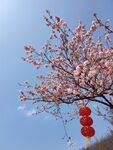 春日桃花