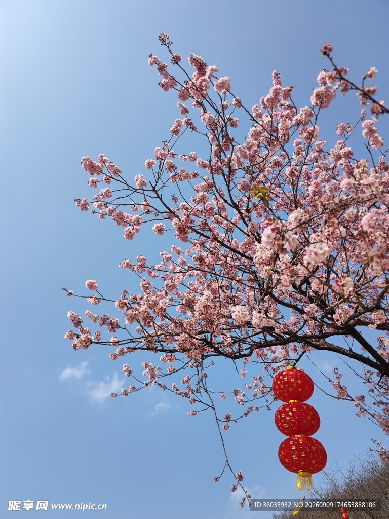 春日桃花